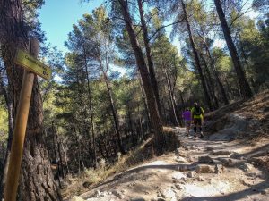 Wandelaars tussen dennenbomen toegangspad El Caminito del Rey Spanje